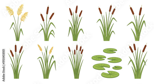 Collection of wetland plants including cattails reeds and lily pads