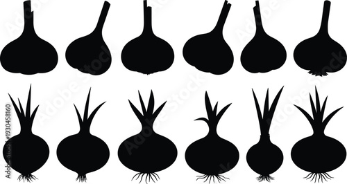 Garlic and onion silhouettes, vegetable illustration collection, farm produce design, agricultural food study, botanical bulb comparison, culinary ingredient reference