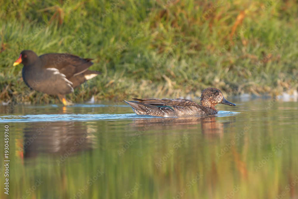 Fototapeta premium A Garganey (Spatula querquedula) glides across the water at Khawr Ad Dahariz, Oman, with a Common Moorhen in the background. Captured in soft morning light with lush green reflections.