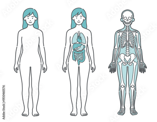 表面・内臓・骨格がわかる女性の人体図・全身モデルのイラストセット（正面）