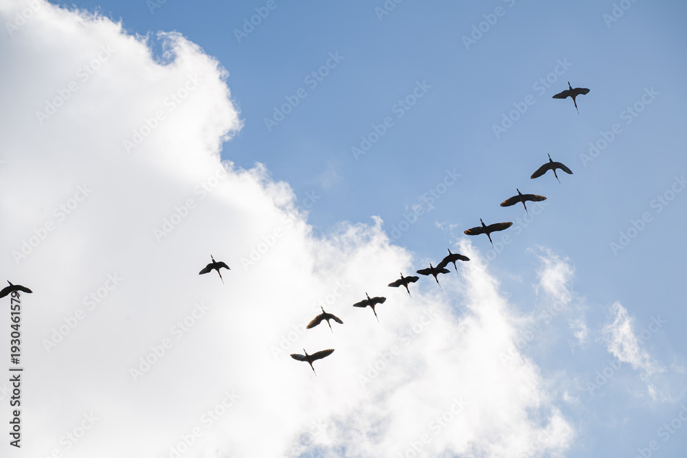 Fototapeta premium Flock of birds flying in V formation against a blue cloudy sky representing teamwork and migration