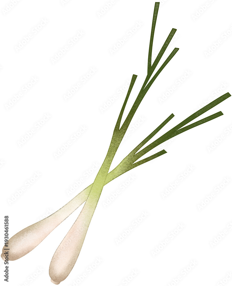 Fototapeta premium two fresh lemongrass