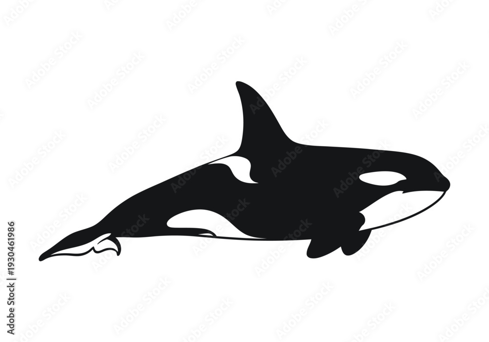 Obraz premium Black Silhouette of an Orca Killer Whale marine mammal