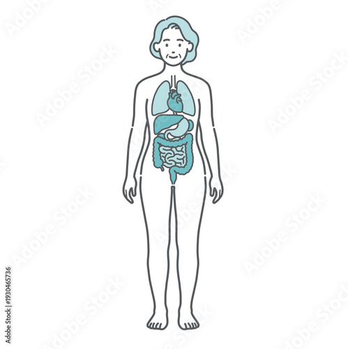 内臓が描かれたシニア女性の人体図・全身モデルのイラスト（正面）