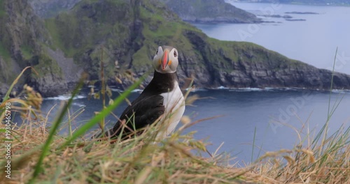 Atlantic puffin (Fratercula arctica), on the rock on the island of Runde (Norway).