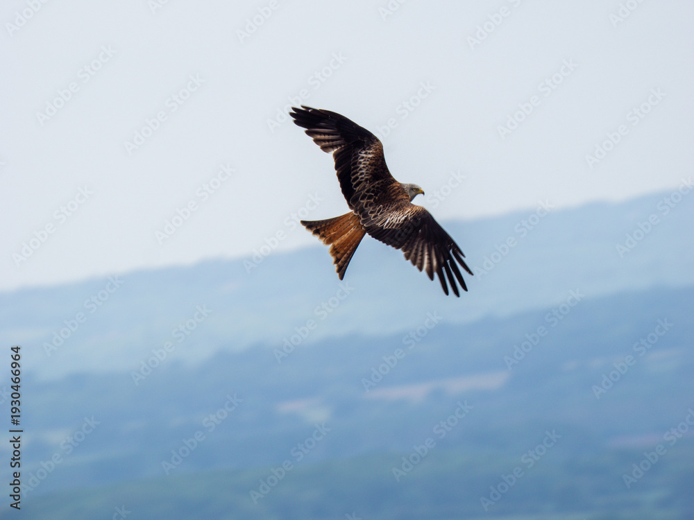 Obraz premium A Red Kite in Flight