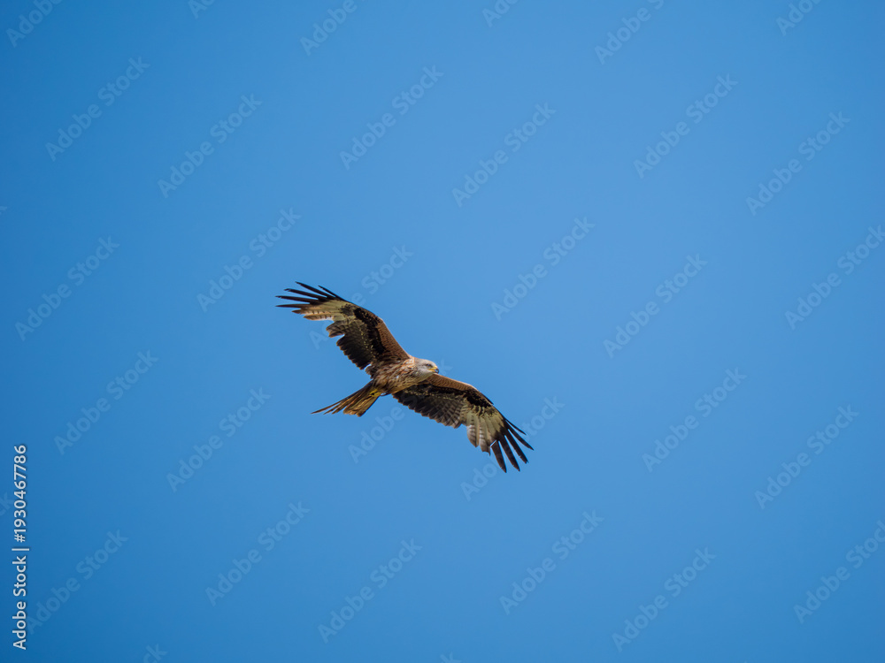 Obraz premium A Red Kite in Flight