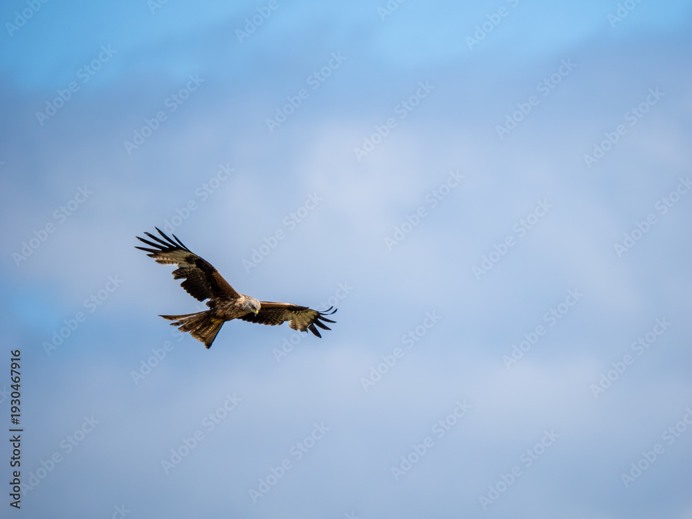 Obraz premium A Red Kite in Flight