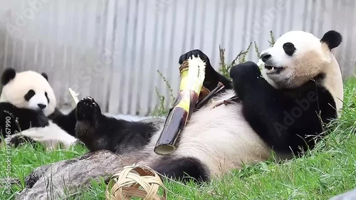Mother Panda eating bamboo shoot with her cub, wolong panda base, China