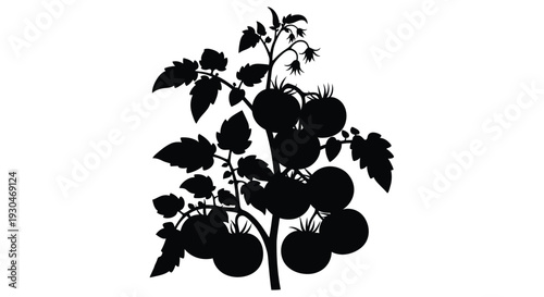 Black silhouette of a tomato plant with ripe fruit and foliage