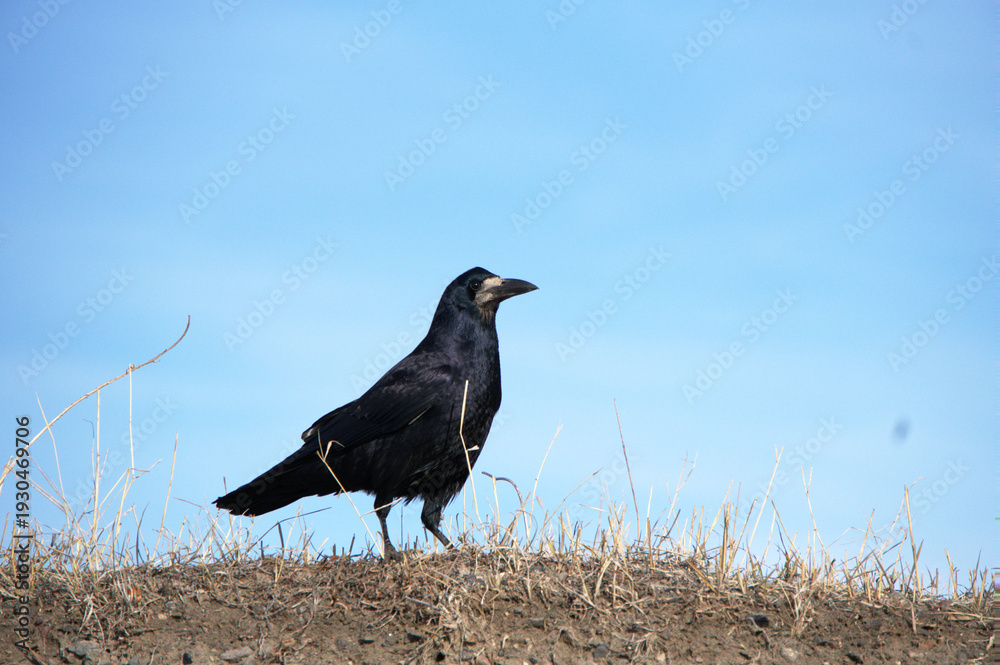 Obraz premium Rook on the ground.