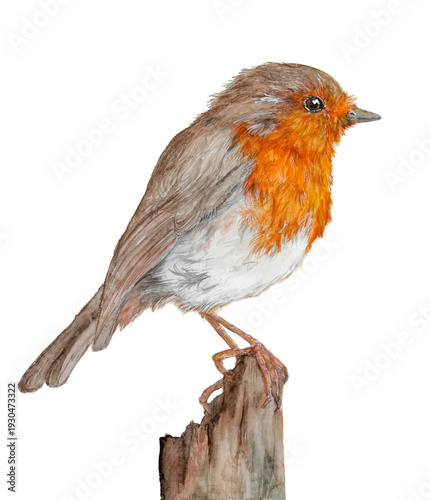 Cuadro en lienzo robin traditional art watercolor