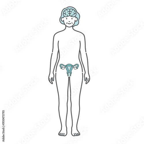 脳と子宮・卵巣の繋がりがわかるシニア女性の人体図・全身モデルのイラスト（正面）
