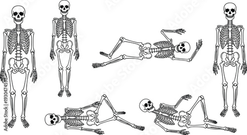 Human skeleton anatomy poses vector illustration set front side lying positions detailed bone structure medical educational design isolated background