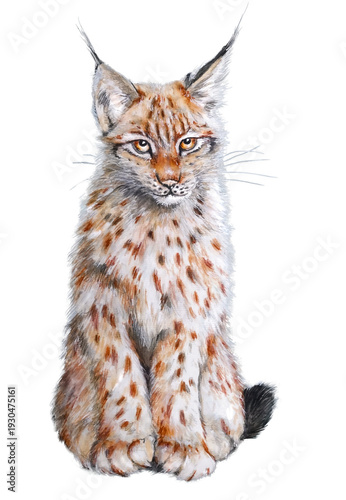 eurasianlynx traditional art watercolor lynx