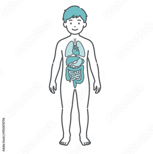 内臓が描かれた男の子（子供）の人体図・全身モデルのイラスト（正面）