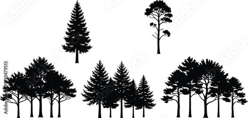 Pine and forest tree silhouettes collection isolated on white background, evergreen conifer trees and woodland landscape set
