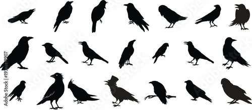 Crow silhouette vector mega set. Black raven and corvid bird collection in different poses. Urban wildlife icons isolated for logo design, tattoo and Halloween themes.