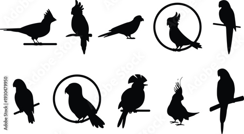 Parrot and cockatoo silhouette vector set. Perched tropical birds collection in black. Exotic wildlife icons isolated for logo design, tattoo, nature branding and graphic projects.