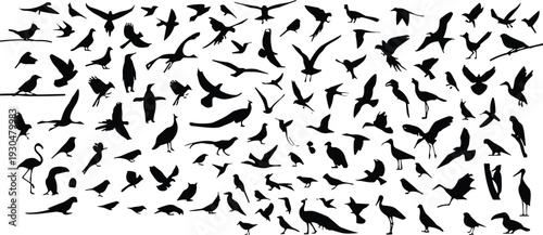 Bird silhouette vector mega set. Flying, standing and perched birds collection in black. Wildlife animal icons isolated for logo design, nature theme and graphic projects.