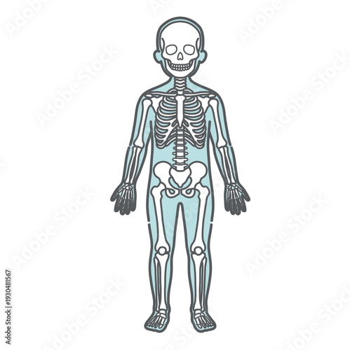 骨格が描かれた子供の人体図・全身モデルのイラスト（正面）