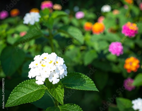 Close-up of a cluster of white flowers, surrounded by colorful lantana