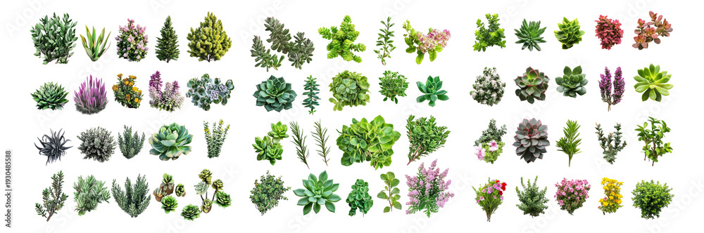 Obraz premium Diverse Succulent Collection for Gardening and Home Decor Inspiration, Isolated on Transparent, white background