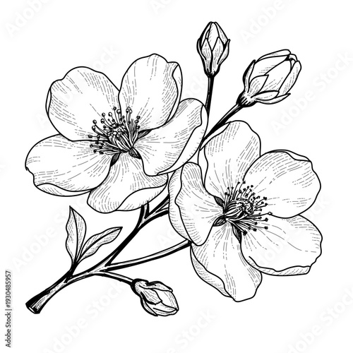 black and white floral background. A branch of a blossoming cherry tree