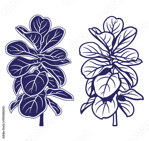 Fiddle leaf fig plant vector illustration in two styles with bold outlines and clean design
