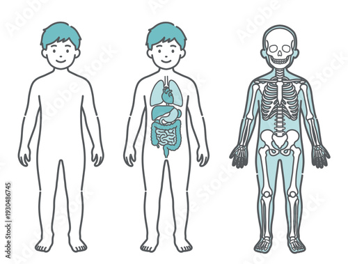 表面・内臓・骨格がわかる男の子（子供）の人体図・全身モデルのイラストセット（正面）