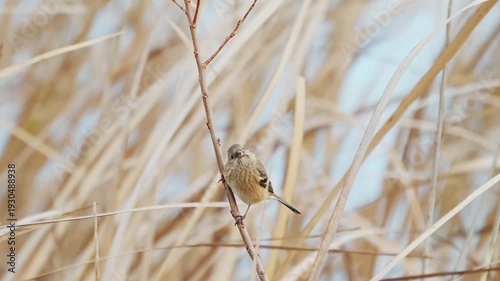 ベニマシコのメス