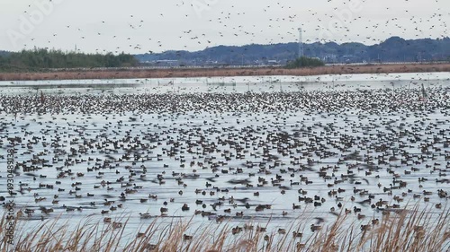 飛び立つ印旛沼のトモエガモ等の群れ (音声あり)
