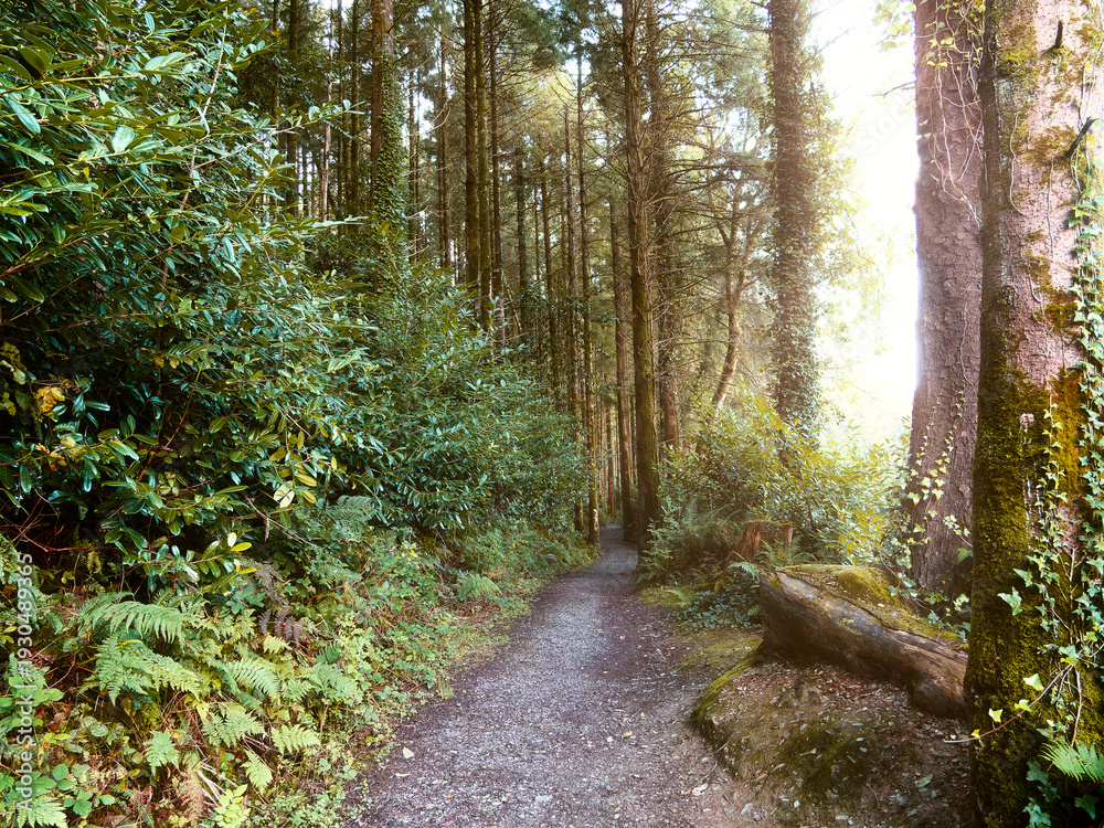 Obraz premium Forest path winding through tall trees with bright sun illuminating the green foliage in a peaceful woodland.
