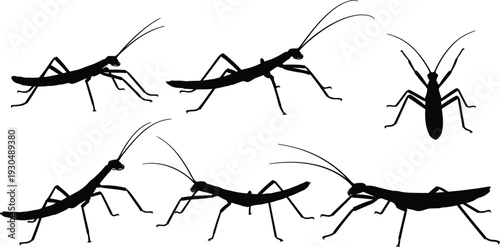 Praying mantis insect silhouettes set with multiple poses isolated black vector collection wildlife bug illustration detailed mantid shapes design elements pack
