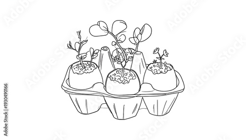 Egg Carton Seedlings - A Simple Guide to Starting Your Garden.