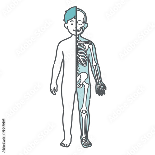 表面と骨格の対比がわかる男の子（子供）の人体図・全身モデルのイラスト（半身骨格・正面）