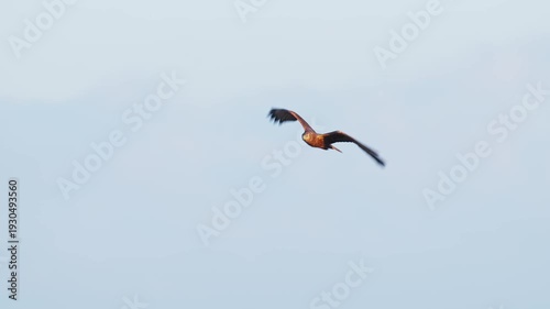 チュウヒの飛翔 (スローモーション)