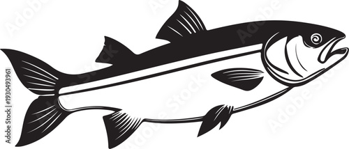 fish on a white background