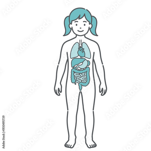 内臓が描かれた女の子（子供）の人体図・全身モデルのイラスト（正面）
