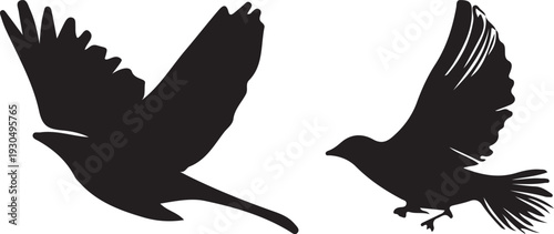 silhouette of a bird