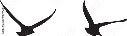 silhouette of a birds animal 