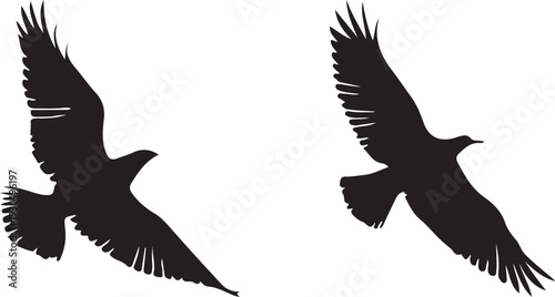 vector illustration of a eagle