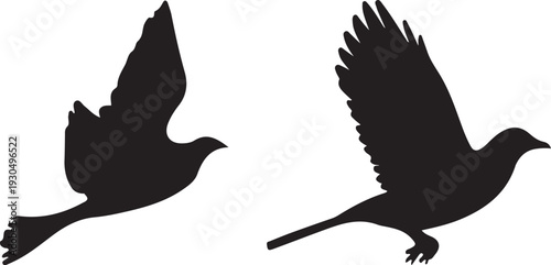 silhouette of a dove