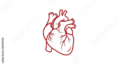 Realistic Human Heart Icon Vector Illustration in Monochrome Red - A Symbol of Life and Health