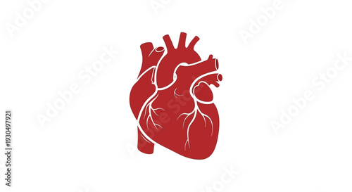 Red anatomical heart vector illustration on a white background, symbolizing health and cardiology