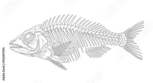 Detailed anatomical vector illustration of a fish skeleton, showcasing the intricate bone structure for biological study and educational purposes