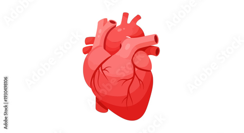 Human Heart Vector Icon A Detailed Illustration of the Cardiovascular System's Central Organ