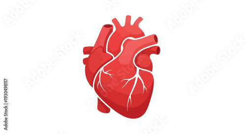 Realistic human heart vector icon, anatomical illustration, medical symbol for health and cardiology