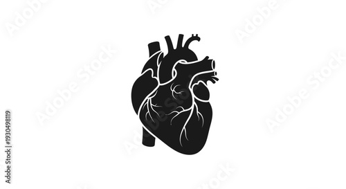 Flat vector illustration of a human heart on a white background, perfect for medical or health-related designs