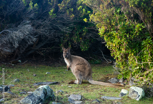 Billede på lærred Tasmanian Wallaby in Coastal Bushland